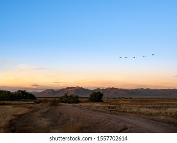 Sandhill Cranes At Whitewater Draw