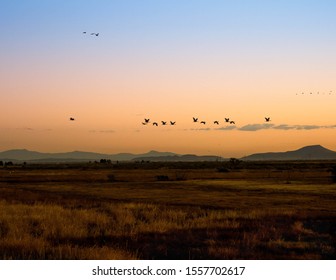 Sandhill Cranes At Whitewater Draw