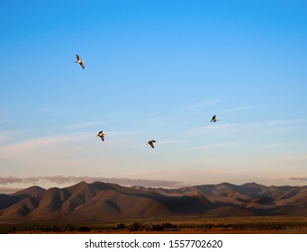 Sandhill Cranes At Whitewater Draw