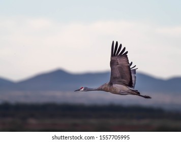 Sandhill Cranes At Whitewater Draw