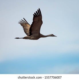 Sandhill Cranes At Whitewater Draw