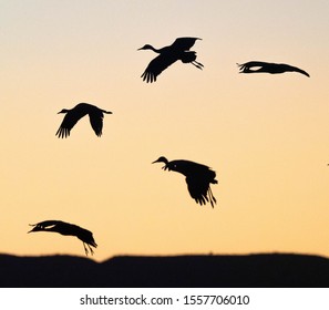 Sandhill Cranes At Whitewater Draw