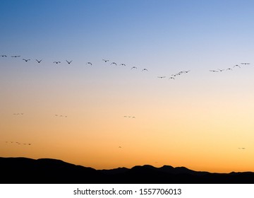 Sandhill Cranes At Whitewater Draw