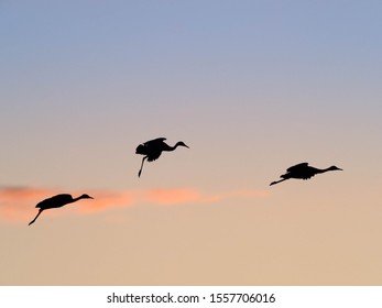 Sandhill Cranes At Whitewater Draw