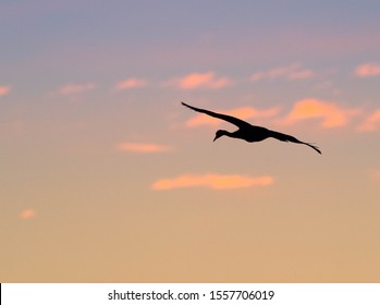 Sandhill Cranes At Whitewater Draw