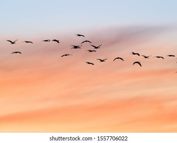 Sandhill Cranes At Whitewater Draw