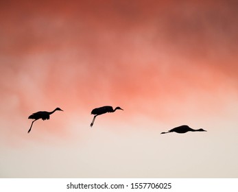 Sandhill Cranes At Whitewater Draw