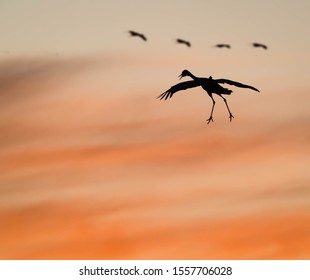 Sandhill Cranes At Whitewater Draw