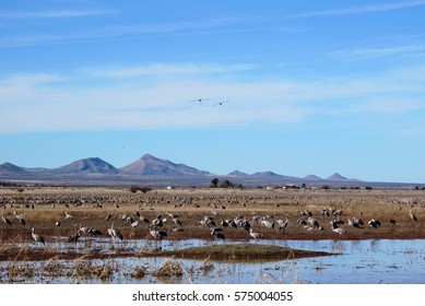 Sandhill Cranes - Whitewater Draw