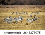 Sandhill cranes, wintering at Bosque del Apache in New Mexico, glean the fields for food. They frequently call to each other.