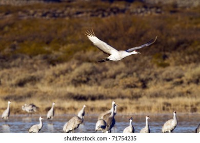 Sandhill Cranes wintering at Bosque del Apache National Wildlife Refuge in New Mexico