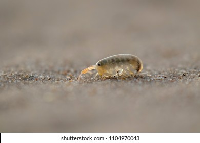 Sand fleas Images, Stock Photos & Vectors | Shutterstock