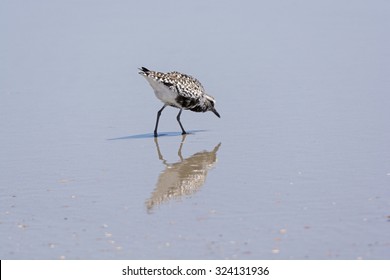 Sandlering And Its Reflection Searching For Food On Ocracoke Island In The Outer Banks Of North Carolina