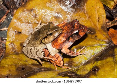 Sandpaper Frog Pair In Amplexus