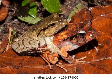 Sandpaper Frog Pair In Amplexus