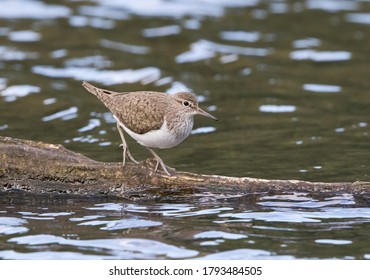 Sandpiper (Actitis hypoleucos) on a tree trunk in the water, Hesse, Germany
