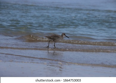 Sandpiper On Beach High Res Stock Images Shutterstock