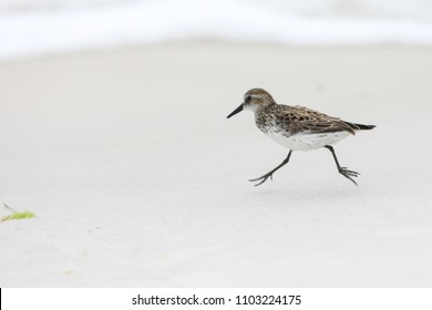 Sandpipers On Beach High Res Stock Images Shutterstock