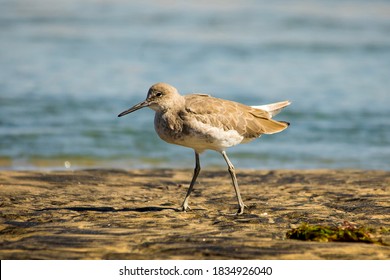 Sandpiper At Border Field State Park