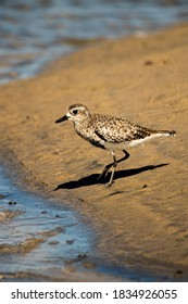 Sandpiper At Border Field State Park