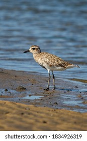 Sandpiper At Border Field State Park