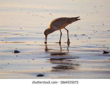 A Sandpiper Eating at Sunset