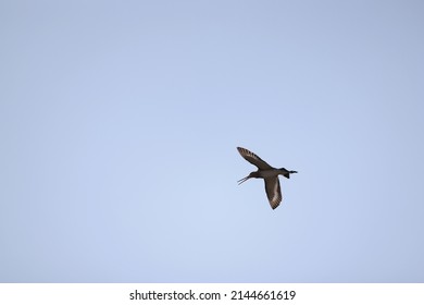 sandpiper in flight wildlife bird in the sky