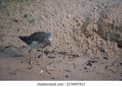 sandpiper isolated on the beach of the Baltic Sea near Zingst. The sandpipers (Calidris) are a genus within the family of snipe birds.