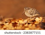 A sandpiper looking for food on the ground. Eurasian Woodcock. Brown nature background. 