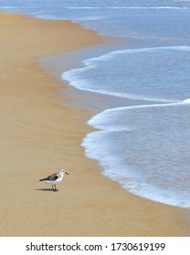 A Sandpiper Looks Over The Edge Of The Sea Where It Spends Its Days Scurrying For Food Between Arriving And Retreating Waves.   Copy Space.  Outer Banks, North Carolina, USA.