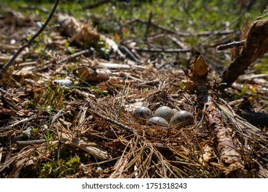 sandpiper nest in the forest on ground