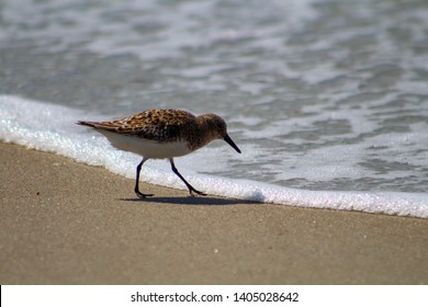 Sandpiper On The Beach On Ocracoke Island