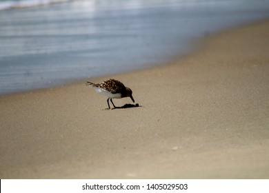 Sandpiper On The Beach On Ocracoke Island