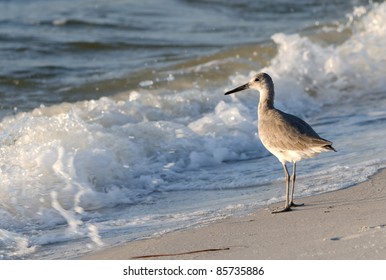 A Sandpiper On The Gulf Coast.