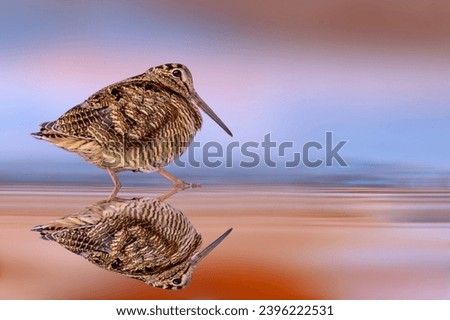 A sandpiper photographed at the water's edge. Colorful nature background. Eurasian Woodcock. Scolopax rusticola.