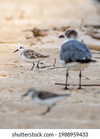 A Sandpiper Walking By A Seagull At A South Texas Beach. 