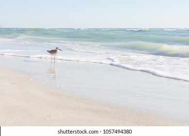 Sandpiper On Beach High Res Stock Images Shutterstock