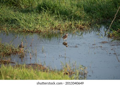 Sandpiper Wetland Birds From Kanyakumari, Tamil Nadu, India.