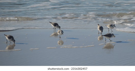 sandpipers foraging on a beach, casting both reflections and shadows on the wet sand