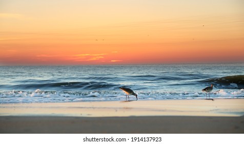 Sandpipers on the beach just before sunrise on Atlantic Coast