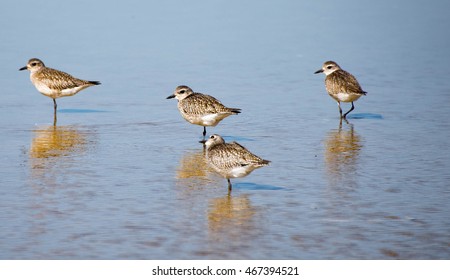 Sandpipers At Pismo Beach