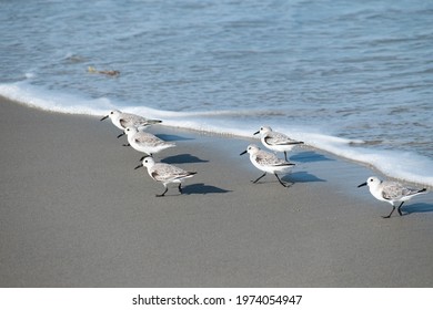 12,767 Sandpiper on beach Images, Stock Photos & Vectors | Shutterstock