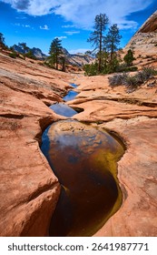 Sandstone Pools and Pine Trees with Reflections Low Ground View
