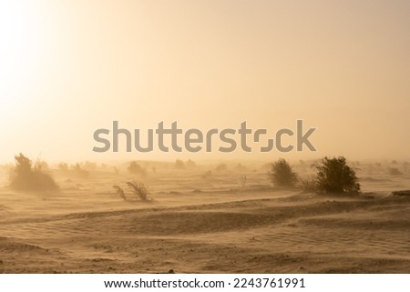 Sandstorm Blowing Through The Devils Cornfield On The Edge Of Mesquite Dunes in Death Valley