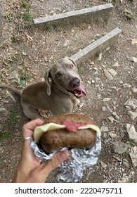 Sandwich And Greedy Dog ​​waiting For His Meal