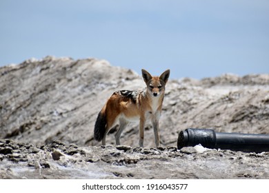 Sandwich Harbour, Namibia – February 09, 2021: Jackal At The Salt Pan.