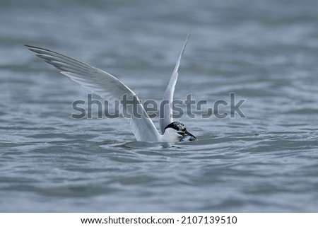 Similar – Foto Bild bird flew by Umwelt Natur