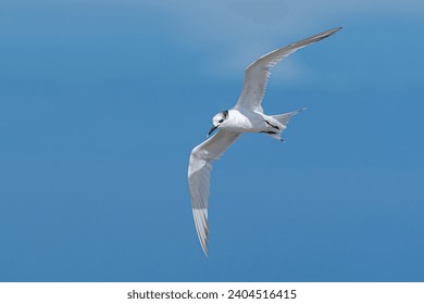 Sandwich tern, Thalasseus sandvicensis. Bird, animal, wildlife, fauna, nature. Kommetjie, Cape Town, Western Cape, South Africa. in flight, sky.