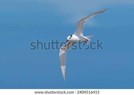 Sandwich tern, Thalasseus sandvicensis. Bird, animal, wildlife, fauna, nature. Kommetjie, Cape Town, Western Cape, South Africa. in flight, sky.