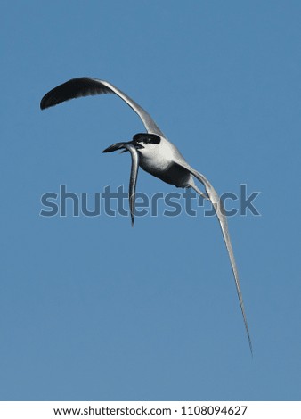 Similar – Image, Stock Photo bird Beautiful Ocean